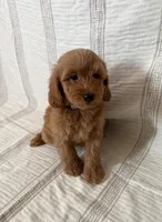 Bella, a female Maltipoo and Poodle - Toy  for sale in Murrieta, CA – 2 of 2