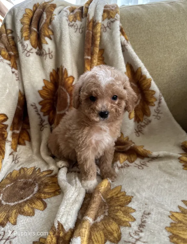 Lulu – Maltipoo, Poodle - Toy  puppy for sale in Lake Elsinore, CA