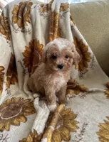 Lulu, a female Maltipoo and Poodle - Toy  for sale in Lake Elsinore, CA – 1 of 2