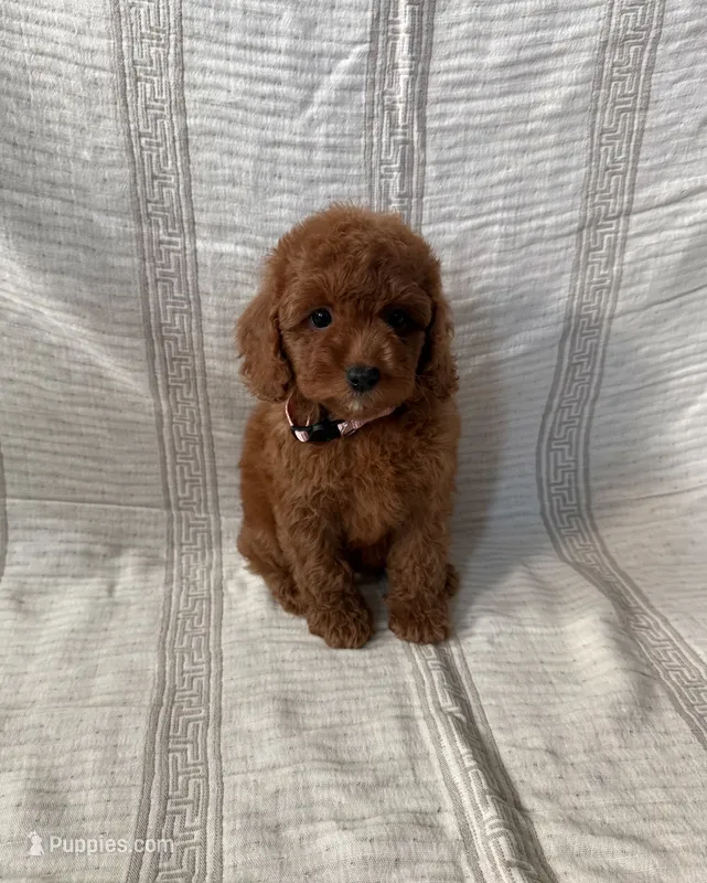 Daisy – Maltipoo, Poodle - Toy  puppy for sale in Murrieta, CA