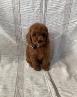 Daisy, a female Maltipoo and Poodle - Toy  for sale in Murrieta, CA – 1 of 2