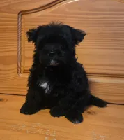 Luna, a female Maltipoo and Poodle - Toy  for sale in Lake Elsinore, CA – 2 of 2