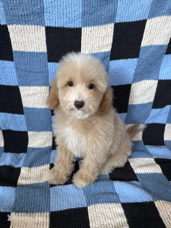 Bear – Goldendoodle, Miniature Goldendoodle puppy for sale in Lake Elsinore, CA