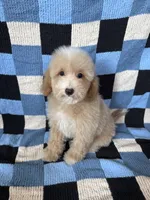 Bear, a male Goldendoodle and Miniature Goldendoodle for sale in Lake Elsinore, CA – 1 of 2