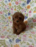 Marley, a male Maltipoo and Poodle - Toy  for sale in Lake Elsinore, CA – Photo 1 of 2