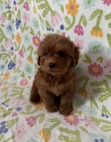 Marley, a male Maltipoo and Poodle - Toy  for sale in Lake Elsinore, CA – Photo 2 of 2