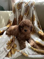 Marley, a male Goldendoodle and Miniature Goldendoodle for sale in Lake Elsinore, CA – 1 of 3