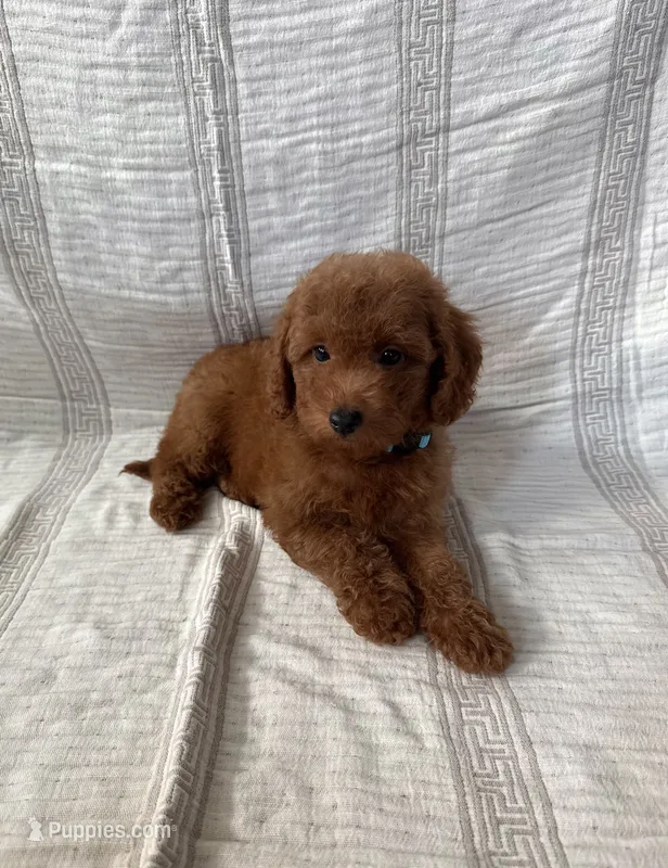 Bear – Maltipoo, Poodle - Toy  puppy for sale in Murrieta, CA
