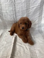 Bear, a male Maltipoo and Poodle - Toy  for sale in Murrieta, CA – 1 of 2