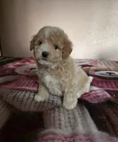 Bear, a male Maltipoo and Poodle - Toy  for sale in Lake Elsinore, CA – 2 of 2