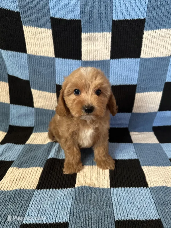 Lulu – Maltipoo, Poodle - Toy  puppy for sale in Lake Elsinore, CA