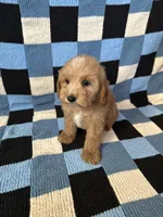 Lulu, a female Maltipoo and Poodle - Toy  for sale in Lake Elsinore, CA – Photo 2 of 2
