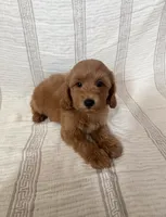 Milo, a male Maltipoo and Poodle - Toy  for sale in Murrieta, CA – 2 of 2