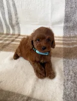 Teddy, a male Maltipoo and Poodle - Toy  for sale in Murrieta, CA – 2 of 2