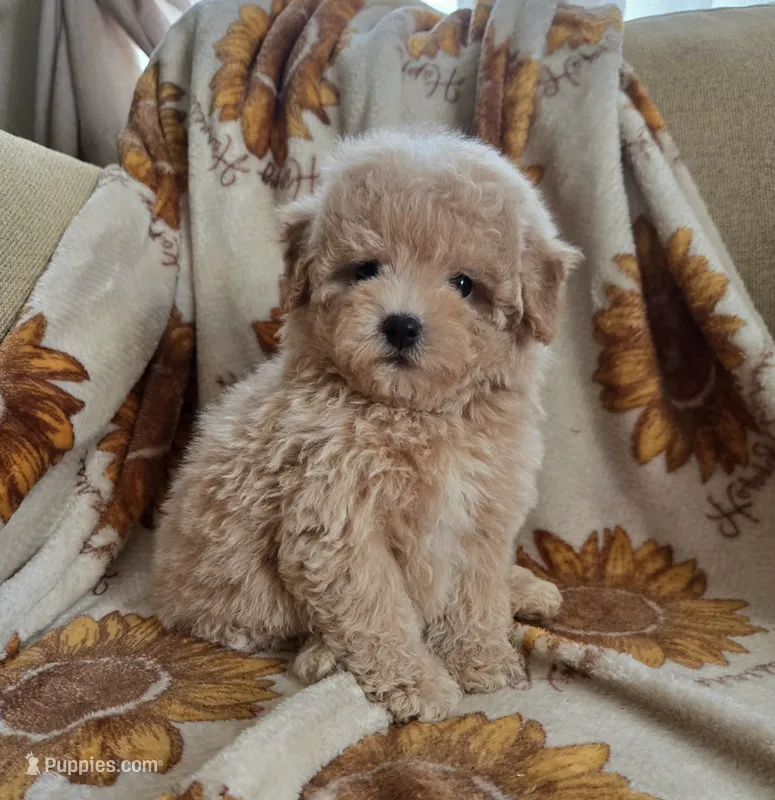 Max – Maltipoo, Poodle - Toy  puppy for sale in Lake Elsinore, CA