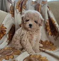 Max, a male Maltipoo and Poodle - Toy  for sale in Lake Elsinore, CA – 1 of 2