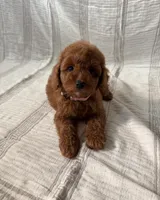 Daisy, a female Maltipoo and Poodle - Toy  for sale in Murrieta, CA – 2 of 2