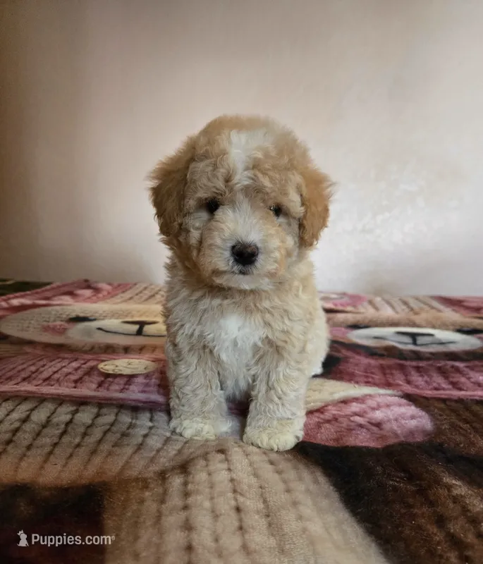 Bear – Maltipoo, Poodle - Toy  puppy for sale in Lake Elsinore, CA