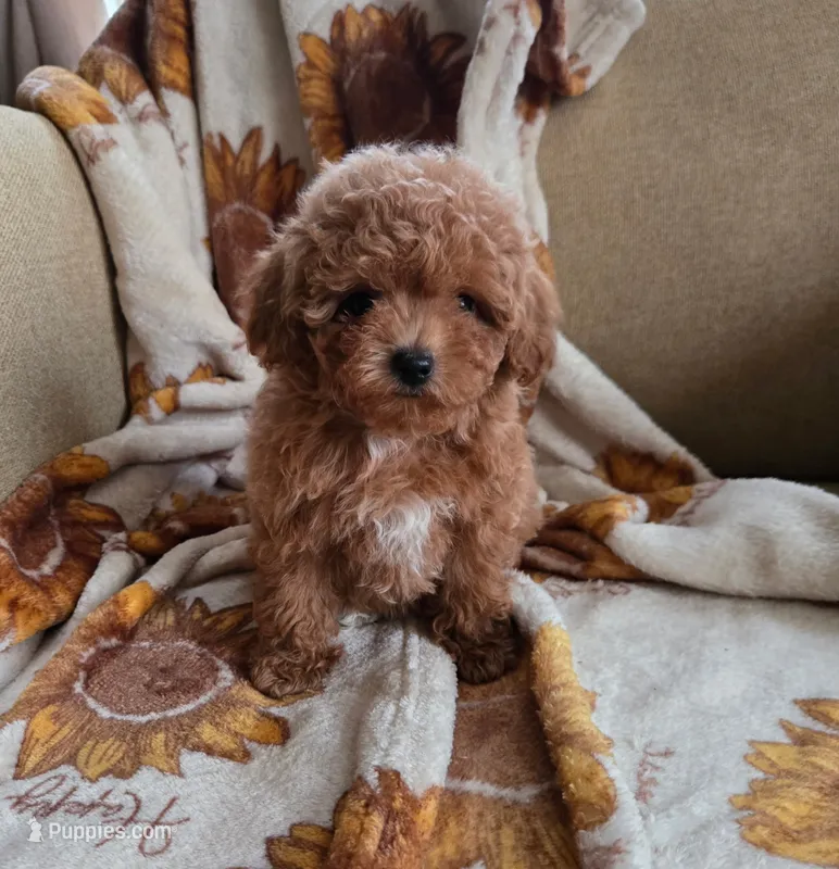 Lulu – Maltipoo, Poodle - Toy  puppy for sale in Lake Elsinore, CA