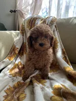 Marley, a male Goldendoodle and Miniature Goldendoodle for sale in Lake Elsinore, CA – 3 of 3
