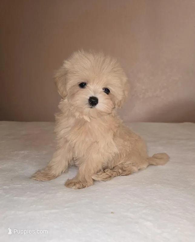 Luna – Maltipoo, Poodle - Toy  puppy for sale in Lake Elsinore, CA