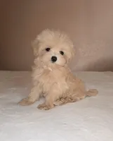 Luna, a female Maltipoo and Poodle - Toy  for sale in Lake Elsinore, CA – Photo 1 of 2