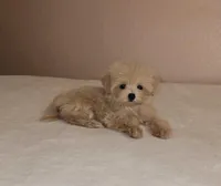 Luna, a female Maltipoo and Poodle - Toy  for sale in Lake Elsinore, CA – Photo 2 of 2