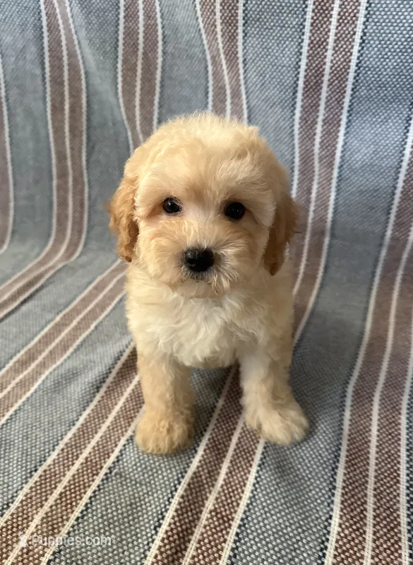 Bear – Maltipoo, Poodle - Toy  puppy for sale in Lake Elsinore, CA