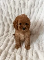 Bear, a male Maltipoo and Poodle - Toy  for sale in Lake Elsinore, CA – 2 of 2