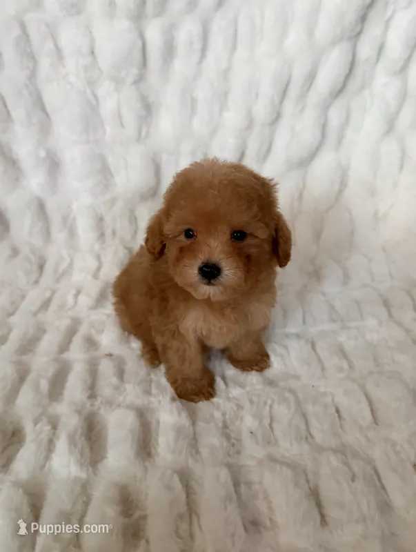 Teddy – Maltipoo, Poodle - Toy  puppy for sale in Lake Elsinore, CA