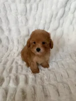 Teddy, a male Maltipoo and Poodle - Toy  for sale in Lake Elsinore, CA – 2 of 2