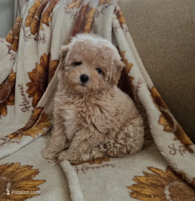 Max – Maltipoo, Poodle - Toy  puppy for sale in Lake Elsinore, CA