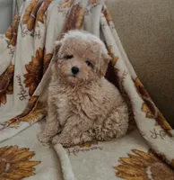 Max, a male Maltipoo and Poodle - Toy  for sale in Lake Elsinore, CA – 1 of 2