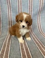 Gigi, a female Maltipoo and Poodle - Toy  for sale in Lake Elsinore, CA – 1 of 2