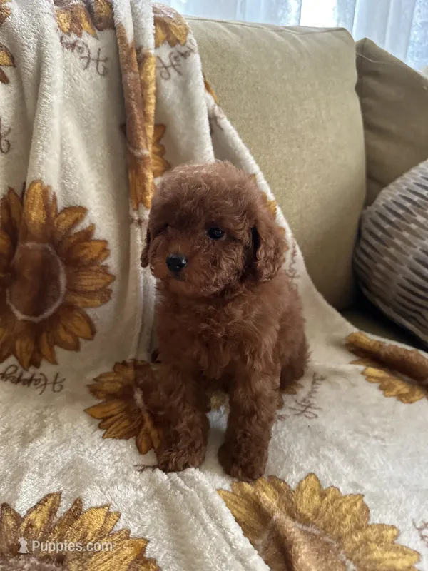 Teddy – Maltipoo, Poodle - Toy  puppy for sale in Lake Elsinore, CA