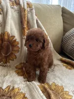 Teddy, a male Maltipoo and Poodle - Toy  for sale in Lake Elsinore, CA – 1 of 2