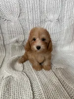 Daisy , a female Maltipoo and Poodle - Toy  for sale in Lake Elsinore, CA – 2 of 2