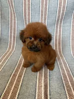 Luna, a female Maltipoo and Poodle - Toy  for sale in Lake Elsinore, CA – 1 of 2