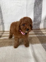 Gigi, a female Maltipoo and Poodle - Toy  for sale in Murrieta, CA – 2 of 2