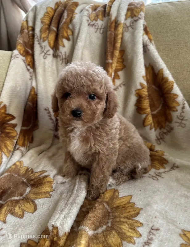 Marley – Maltipoo, Poodle - Toy  puppy for sale in Lake Elsinore, CA