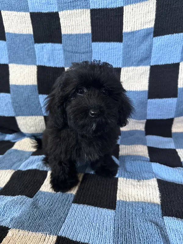 Daisy – Goldendoodle, Miniature Goldendoodle puppy for sale in Lake Elsinore, CA