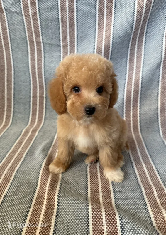 Gigi – Maltipoo, Poodle - Toy  puppy for sale in Lake Elsinore, CA