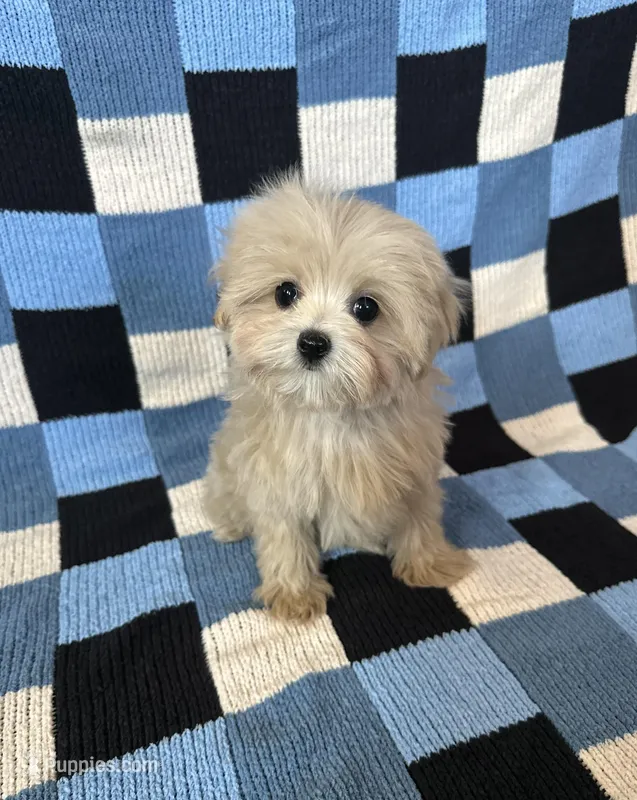 Luna – Maltipoo, Poodle - Toy  puppy for sale in Lake Elsinore, CA