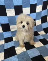 Luna, a female Maltipoo and Poodle - Toy  for sale in Lake Elsinore, CA – Photo 1 of 2