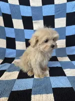 Luna, a female Maltipoo and Poodle - Toy  for sale in Lake Elsinore, CA – Photo 2 of 2