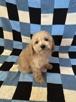 Milo, a male Maltipoo and Poodle - Toy  for sale in Lake Elsinore, CA – Photo 2 of 2