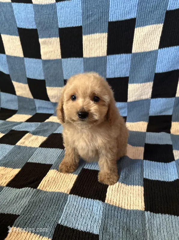Milo – Maltipoo, Poodle - Toy  puppy for sale in Lake Elsinore, CA