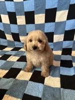 Milo, a male Maltipoo and Poodle - Toy  for sale in Lake Elsinore, CA – Photo 1 of 2