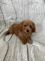Teddy , a male Maltipoo and Poodle - Toy  for sale in Lake Elsinore, CA – 2 of 2