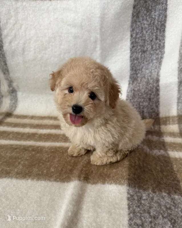 Buddy – Maltipoo, Poodle - Toy  puppy for sale in Murrieta, CA